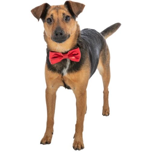 TRX_92524 TRIXIE Xmas Varlytė, 10 cm (pak.6) paveikslėlis