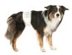 2.3_23641 TRIXIE Sauskelnės patinams, S-M 30-46 cm, 12 vnt. (pak.2) paveikslėlis